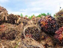 CPO Anjlok ke Bawah 4.200 Ringgit, Aksi Ambil Untung Hentikan Reli Tiga Hari