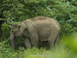 Gajah Buas Tewaskan 20 Warga dalam Aksi Teror Sembilan Hari di Jharkhand