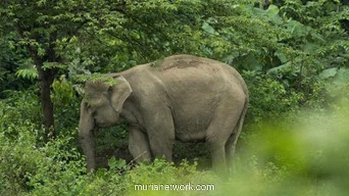 Gajah Buas Tewaskan 20 Warga dalam Aksi Teror Sembilan Hari di Jharkhand