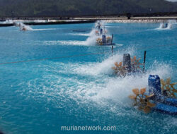Gen Z dan Harapan Baru di Balik Lumpur Tambak Udang