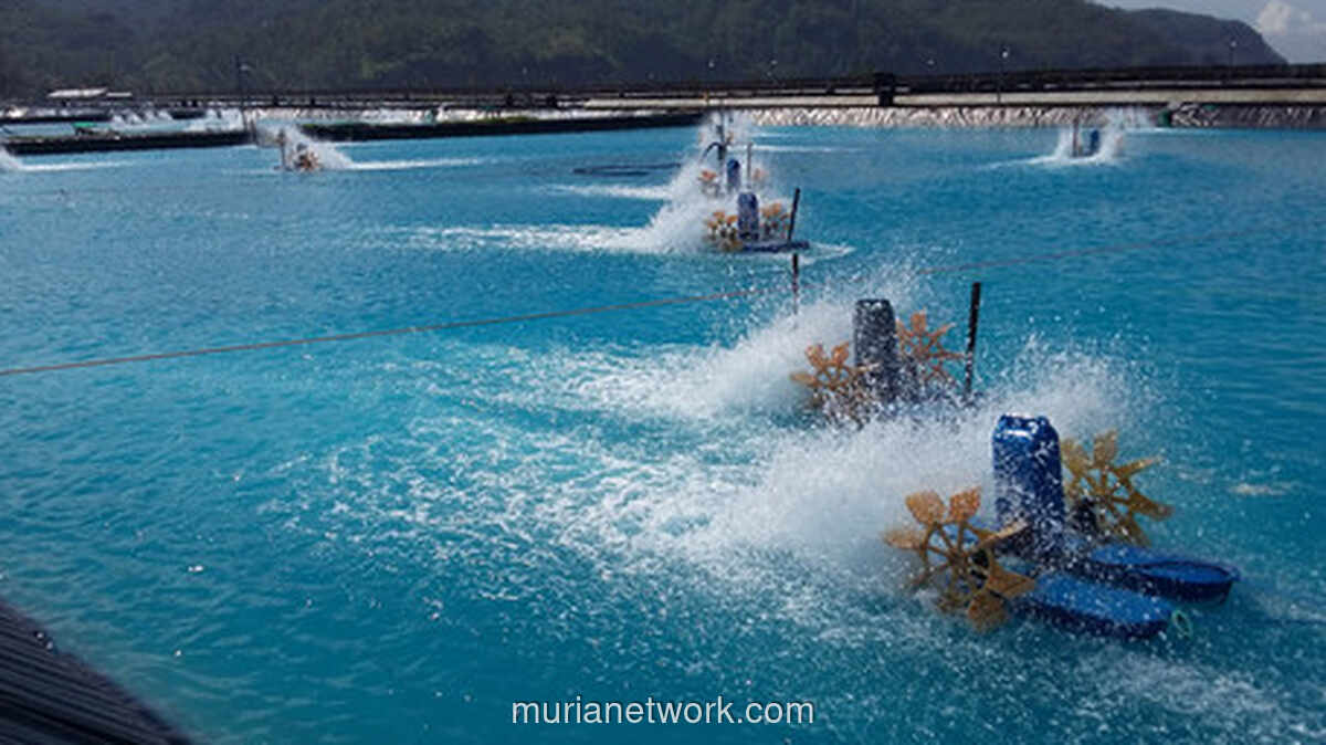 Gen Z dan Harapan Baru di Balik Lumpur Tambak Udang