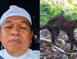 Gubernur Dedi Mulyadi Murka, Ancam Balik Pemburu Macan Tutul Sanggabuana