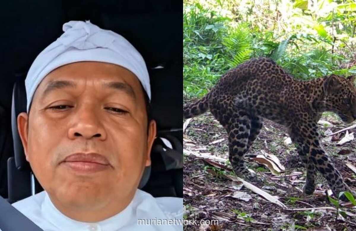Gubernur Dedi Mulyadi Murka, Ancam Balik Pemburu Macan Tutul Sanggabuana
