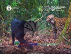 Kamera Tersembunyi Rekam Dua Macan Tutul Jawa, Satu di Antaranya Berwarna Hitam Pekat