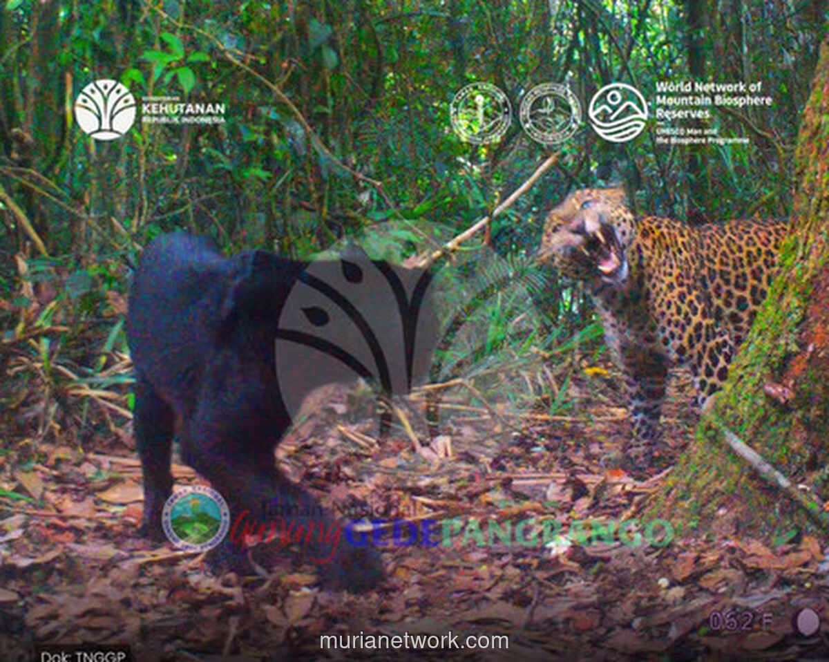 Kamera Tersembunyi Rekam Dua Macan Tutul Jawa, Satu di Antaranya Berwarna Hitam Pekat