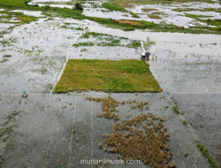 Sawah Rorotan Terendam Dua Pekan, Panen Petani Anjlok Drastis