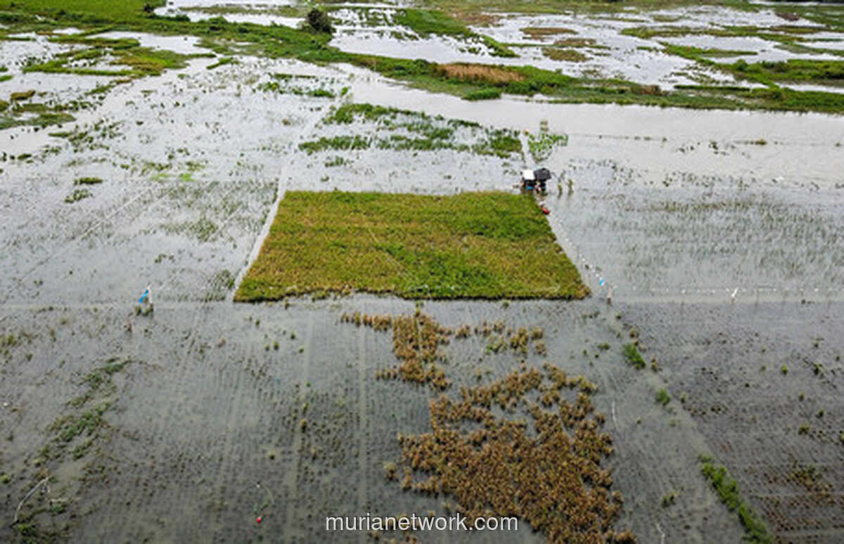 Sawah Rorotan Terendam Dua Pekan, Panen Petani Anjlok Drastis