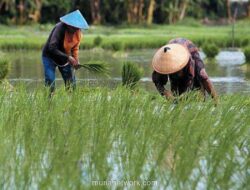 NTP Melonjak di Akhir 2025, Tapi Petani Perkebunan Masih Tertekan