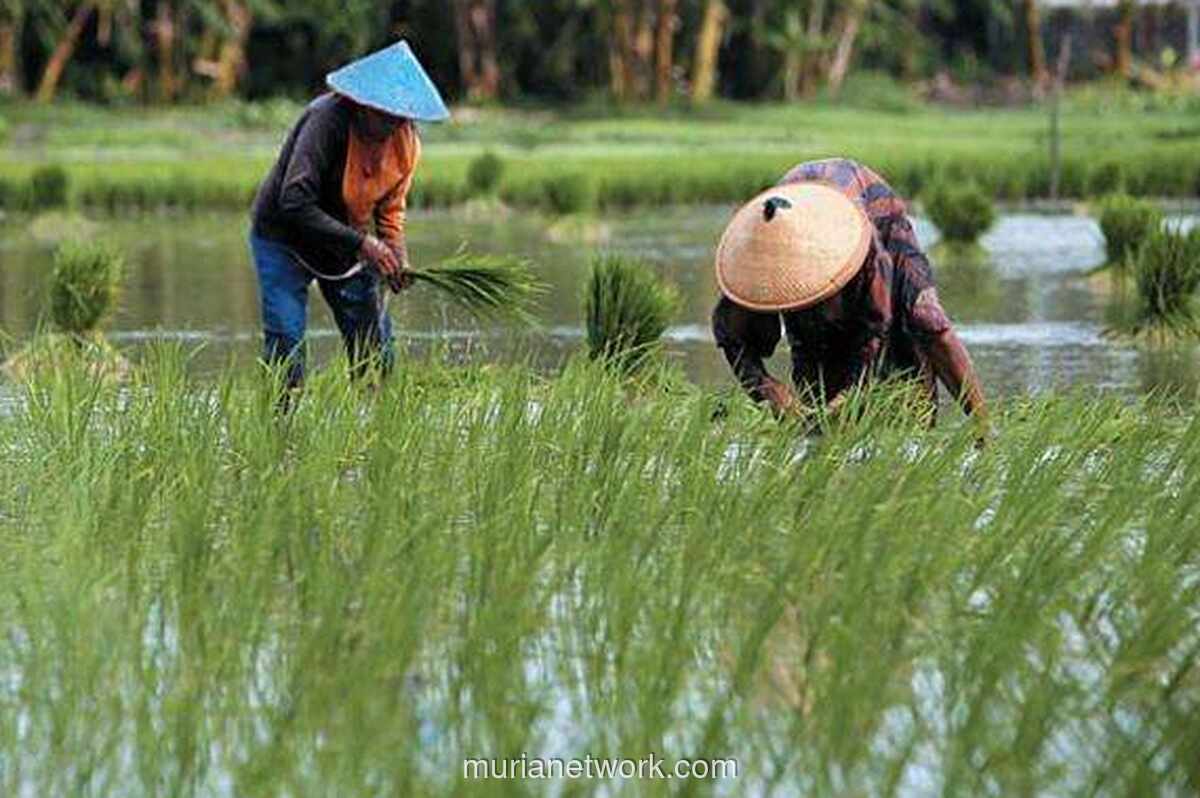 NTP Melonjak di Akhir 2025, Tapi Petani Perkebunan Masih Tertekan