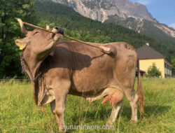 Sapi Jenius di Austria: Veronika yang Mahir Menggaruk Punggungnya Sendiri dengan Alat