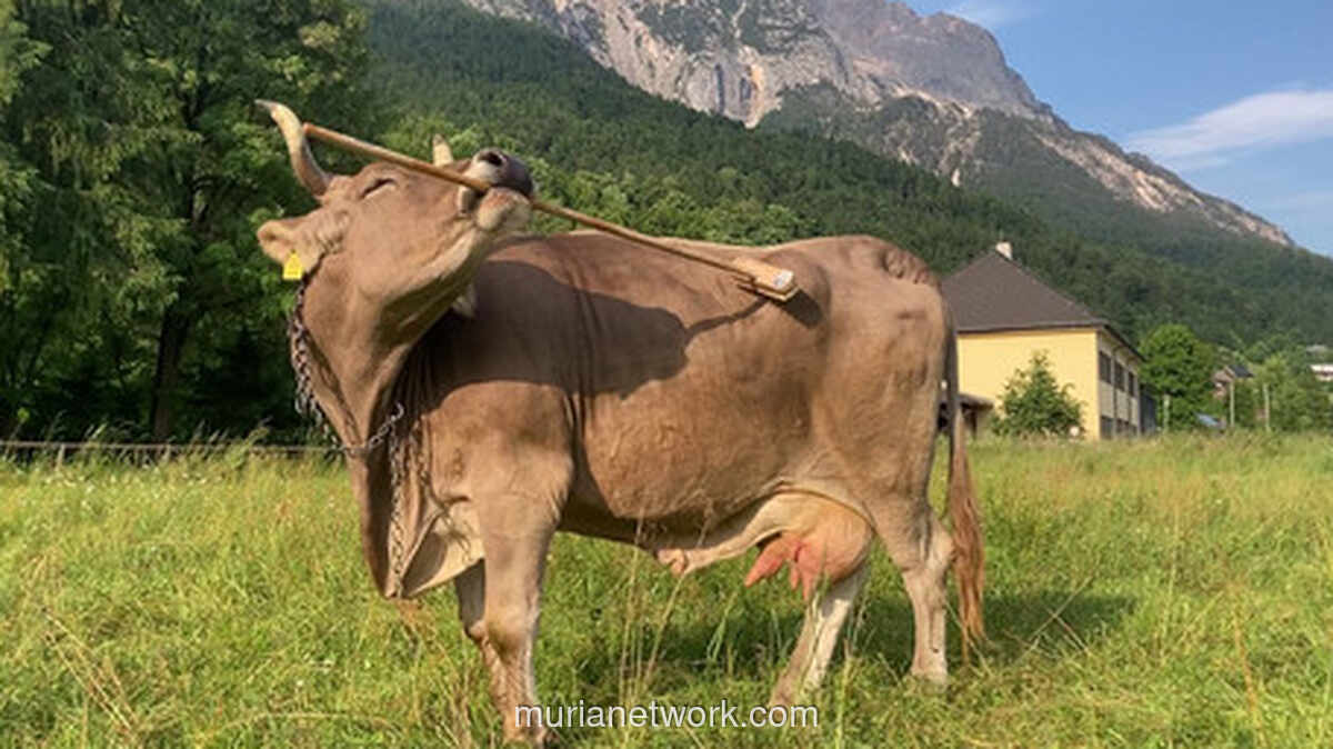 Sapi Jenius di Austria: Veronika yang Mahir Menggaruk Punggungnya Sendiri dengan Alat