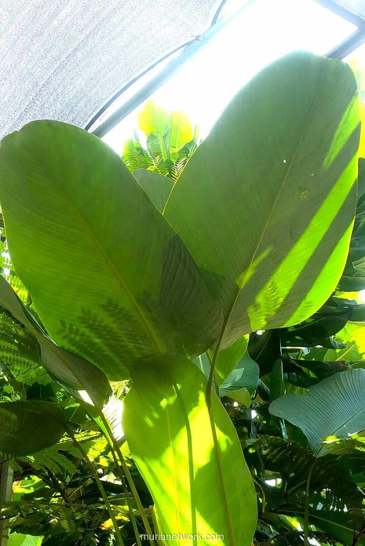 Intimidasi Pengkritik: Rocky Gerung Soroti Bahaya Teror dan Ajakan Berdialog