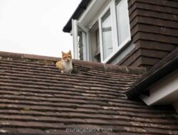 Waspada Bocor! Ini Cara Ampuh Lindungi Atap Rumah Saat Hujan Tiba
