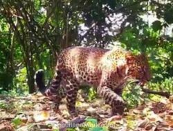 Video Macan Pincang Ungkap Jaringan Perburuan Liar di Sanggabuana