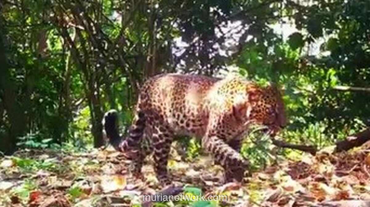 Video Macan Pincang Ungkap Jaringan Perburuan Liar di Sanggabuana