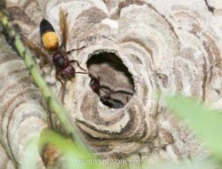 Pasangan Tewas Diserang Kawanan Tawon Ganas di Kebun