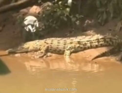 Buaya Muara Nongkrong di Depok, Warga Sekolah Cemas