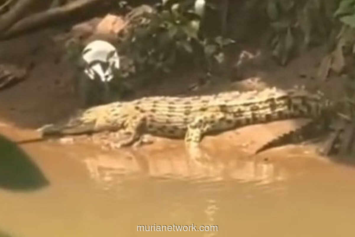 Buaya Muara Nongkrong di Depok, Warga Sekolah Cemas