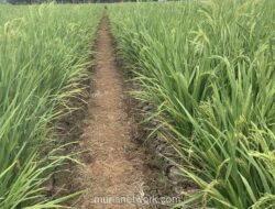 Rem Darurat Pemerintah: Seluruh Sawah Dilarang Beralih Fungsi