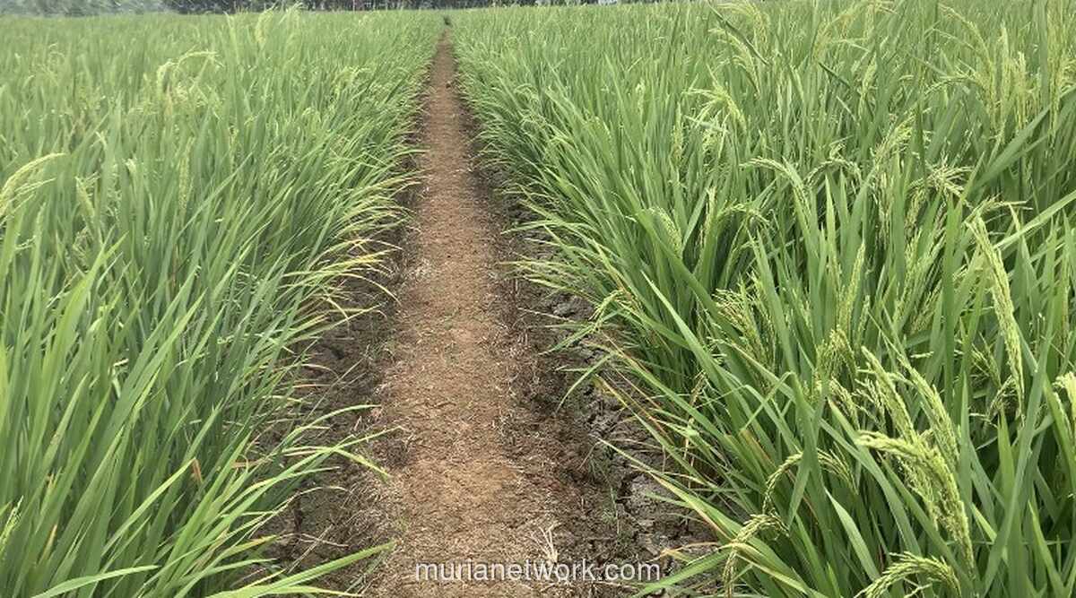 Rem Darurat Pemerintah: Seluruh Sawah Dilarang Beralih Fungsi