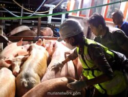 Indonesia Tutup Impor Daging Babi Spanyol, Wabah Demam Babi Afrika Kembali Muncul