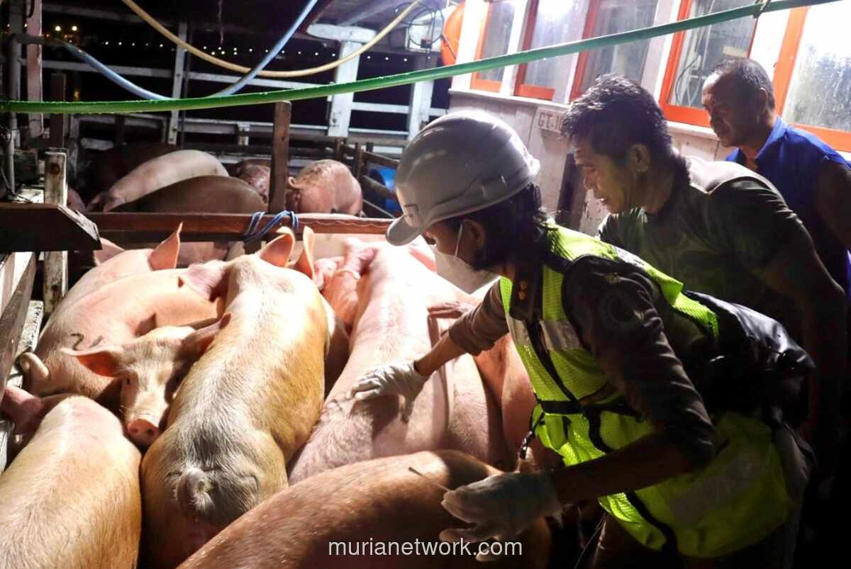 Indonesia Tutup Impor Daging Babi Spanyol, Wabah Demam Babi Afrika Kembali Muncul