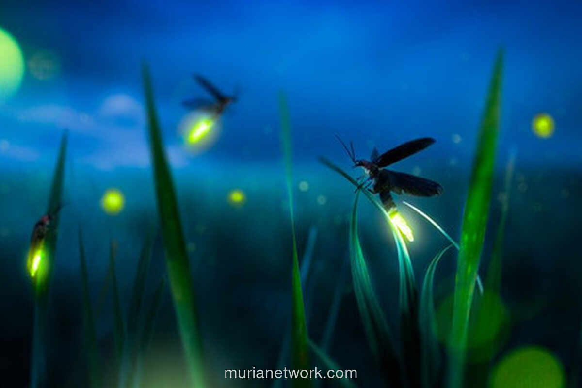 Sinyal Cinta Kunang-Kunang: Pesona, Ancaman, dan Harapan di Tengah Gelap