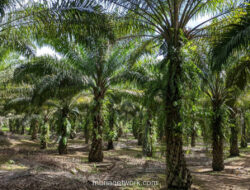 Satgas PKH Kejar 20 Perusahaan Sawit dan Tambang yang Ogah Bayar Denda