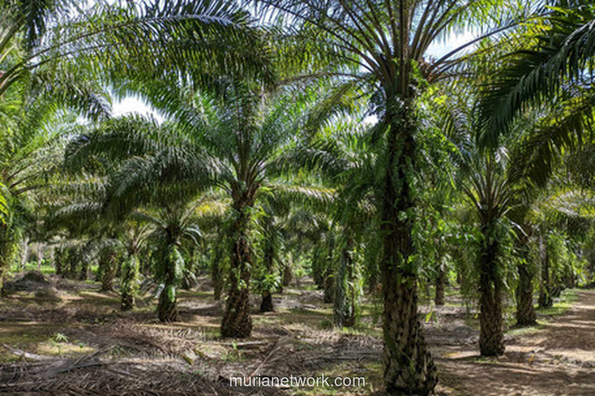 Satgas PKH Kejar 20 Perusahaan Sawit dan Tambang yang Ogah Bayar Denda