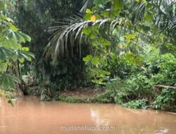 Buaya Lisa Berkeliaran di Belakang SMA 5 Depok, Sekolah Minta Evakuasi