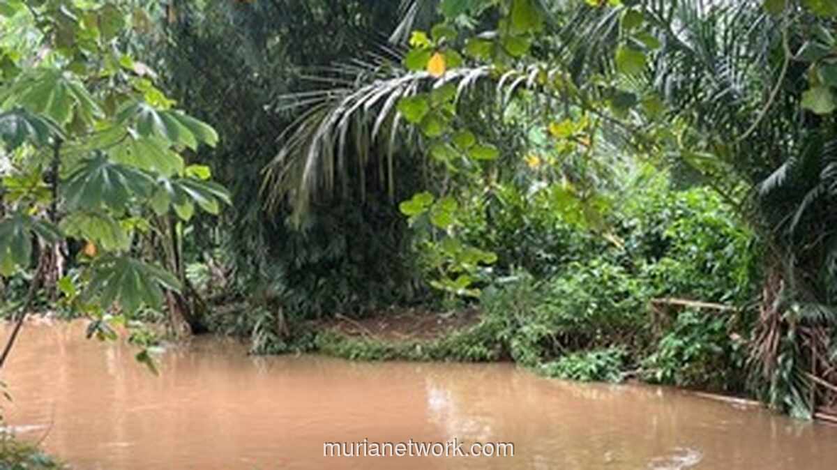 Buaya Lisa Berkeliaran di Belakang SMA 5 Depok, Sekolah Minta Evakuasi