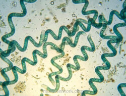 Spirulina: Sumber Protein Masa Depan yang Tumbuh Subur di Bumi Tropis