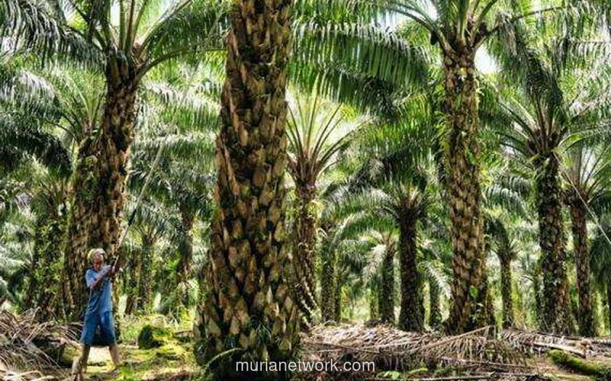 BPDP Genjot Peremajaan Sawit Rakyat, Target 120 Ribu Hektare Per Tahun