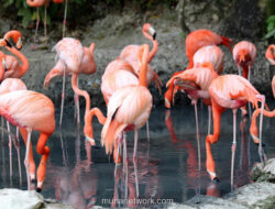 Rahasia di Balik Pose Satu Kaki Flamingo: Bukan Gaya, Tapi Strategi Bertahan Hidup