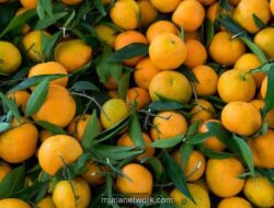 Jeruk Mandarin: Kisah di Balik Simbol Keberuntungan Saat Imlek