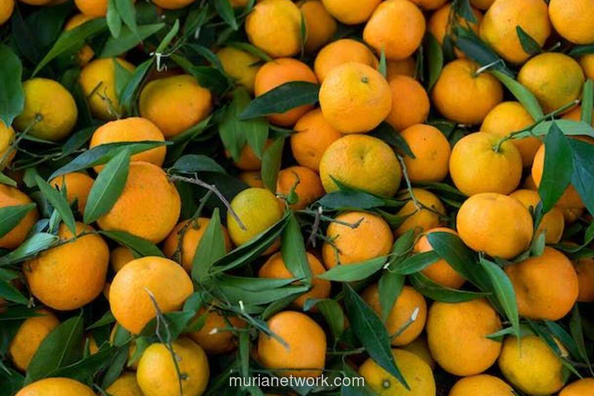 Jeruk Mandarin: Kisah di Balik Simbol Keberuntungan Saat Imlek