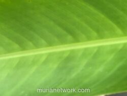 Kejujuran: Modal Terakhir Indonesia Menuju Keadilan Sejati