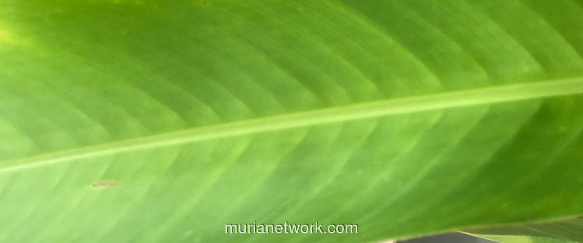 Kejujuran: Modal Terakhir Indonesia Menuju Keadilan Sejati