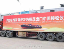 Durian Beku Indonesia Resmi Pecah Pasar China