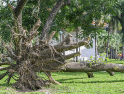 Hujan Deras di Jakarta Pusat, Tiga Warga Terluka Akibat Pohon Tumbang