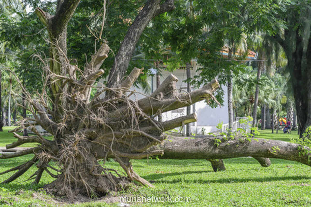 Hujan Deras di Jakarta Pusat, Tiga Warga Terluka Akibat Pohon Tumbang