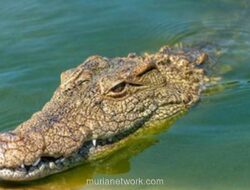 Nyaris Tewas Digigit Buaya, Bocah 6 Tahun Diselamatkan Aksi Nekat Ibunya