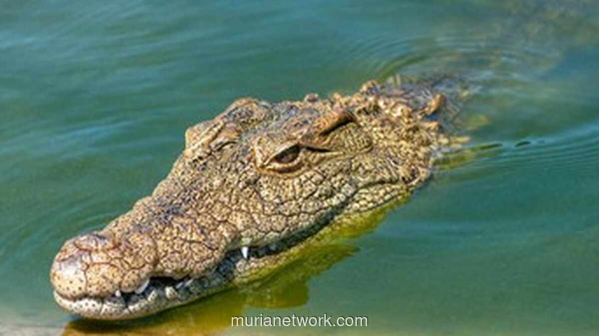 Nyaris Tewas Digigit Buaya, Bocah 6 Tahun Diselamatkan Aksi Nekat Ibunya