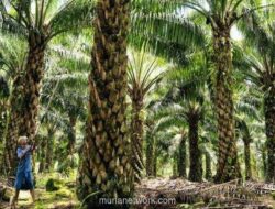 ANJT Tutup Tiga Anak Perusahaan, Fokus Kembali ke Bisnis Inti Sawit