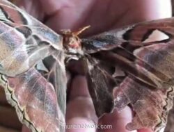 Kupu-Kupu Raksasa Bermotif Batik Ditemukan di Rammang-Rammang