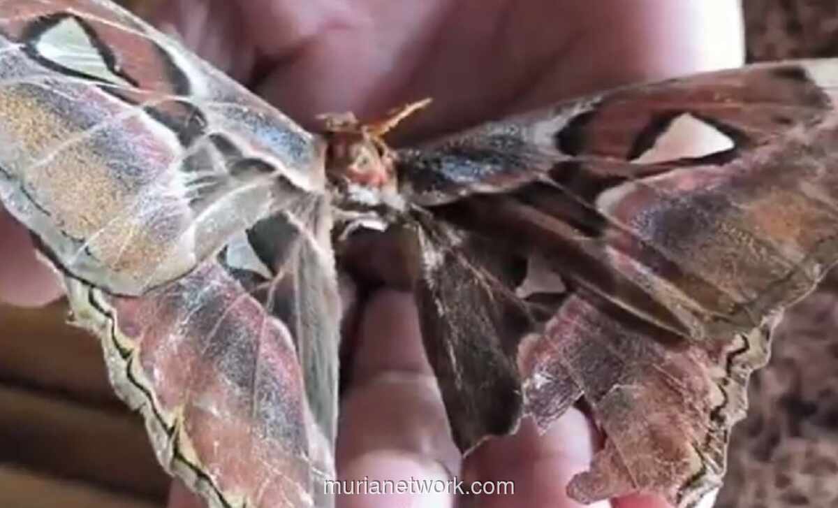 Kupu-Kupu Raksasa Bermotif Batik Ditemukan di Rammang-Rammang