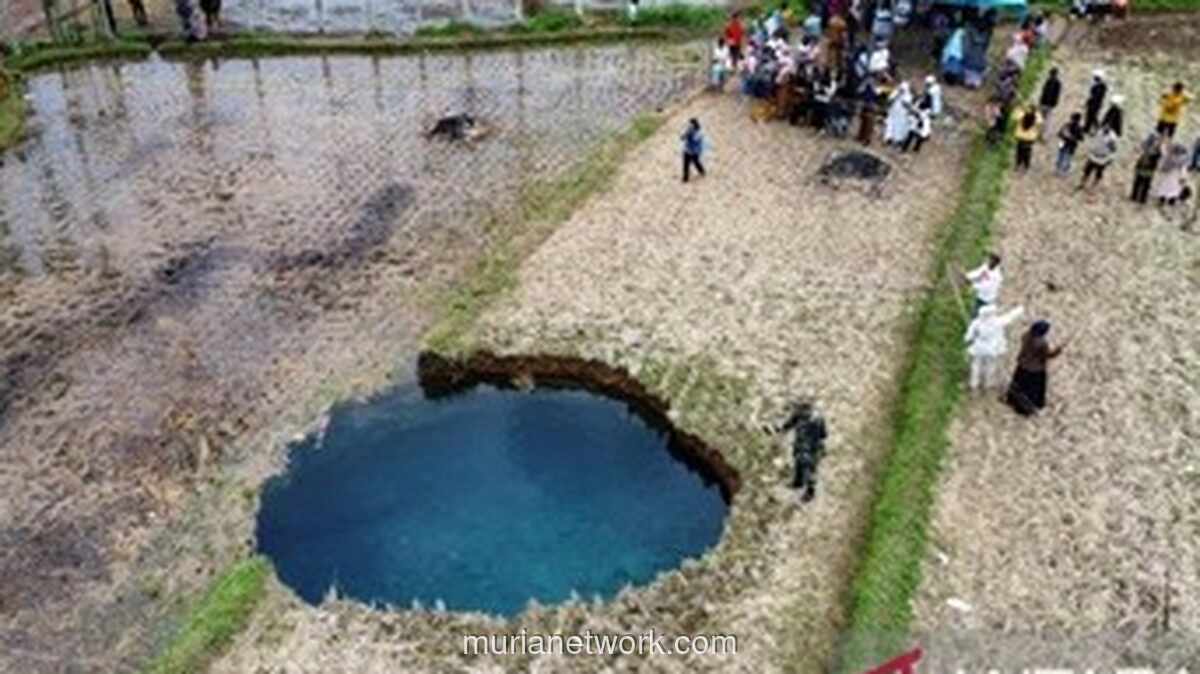 Lubang Raksasa Muncul Mendadak di Tengah Sawah Pombatan, Ini Penyebabnya