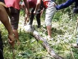 Piton Raksasa Telan Kambing Hidup-Hidup, Warga Buton Buru dan Tumpas