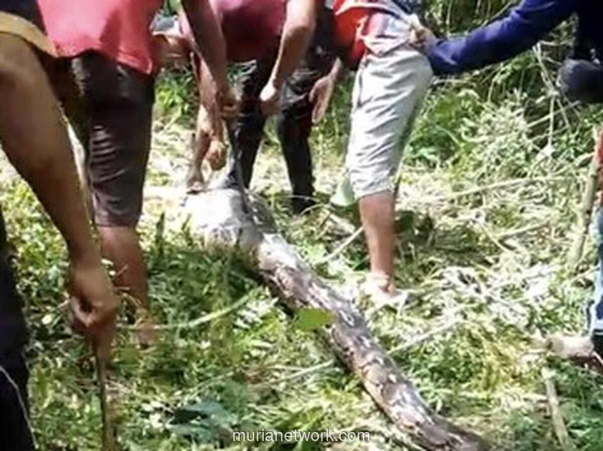 Piton Raksasa Telan Kambing Hidup-Hidup, Warga Buton Buru dan Tumpas