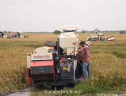 Surplus Beras di Gudang, Harga Mahal di Pasar: Kedaulatan Pangan yang Masih Rapuh